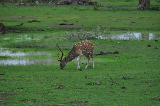 istock A deer in Yala National Park, Sri Lanka 1638252971