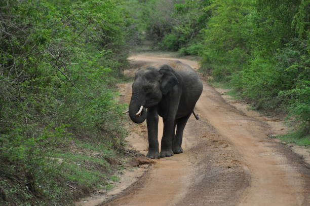 istock Elephant in Yala National Park, Sri Lanka 1638252973