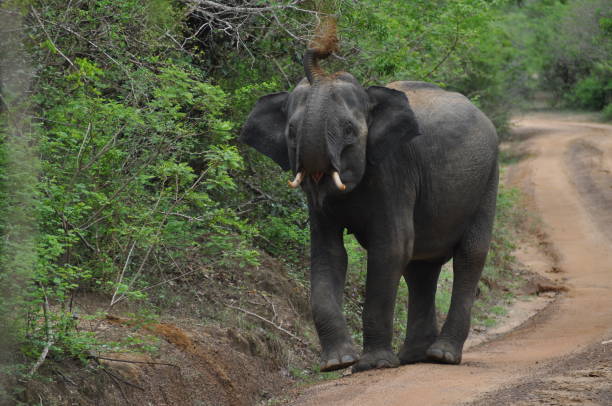 istock Elephant in Yala National Park, Sri Lanka 1638253522