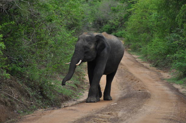 istock Elephant in Yala National Park, Sri Lanka 1638254070