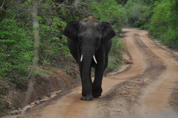 istock Elephant in Yala National Park, Sri Lanka 1638255172