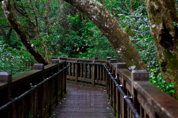 istock Taipei, suburbs, Yangmingshan, mountain, forest trail, forest, trail 1638263254