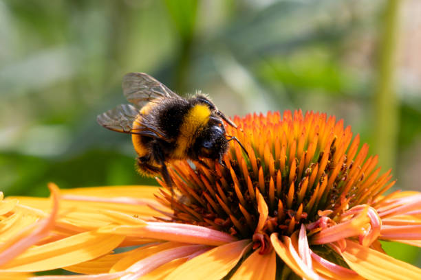 istock Bumblebee looking for pollen on a Rudbeckia 1638270981