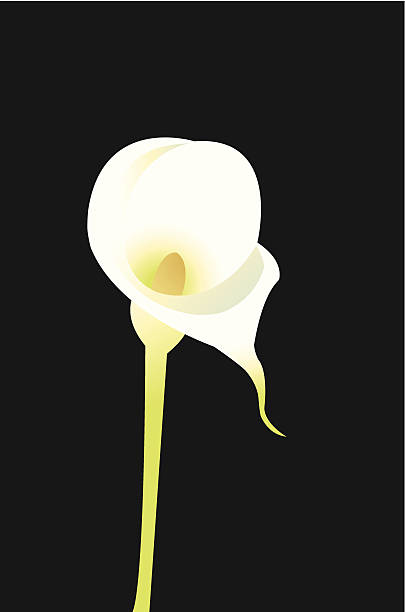 ilustraciones, imágenes clip art, dibujos animados e iconos de stock de cala - calla lily lily single flower white
