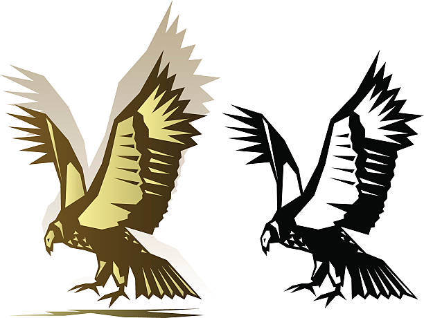 Graphic condor illustration Stylized condor illustration in two color variations condor stock illustrations