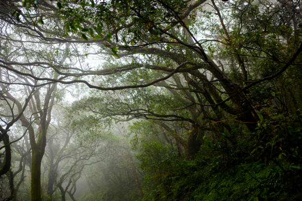 istock Taipei, mountains, forest trail, forest, green trees, fresh air 1638278305
