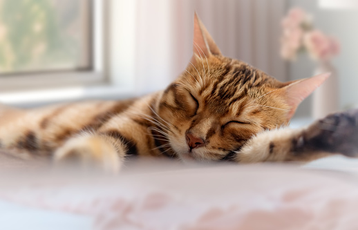 Cute Bengal cat sleeps sweetly in the bedroom. Love for pets.