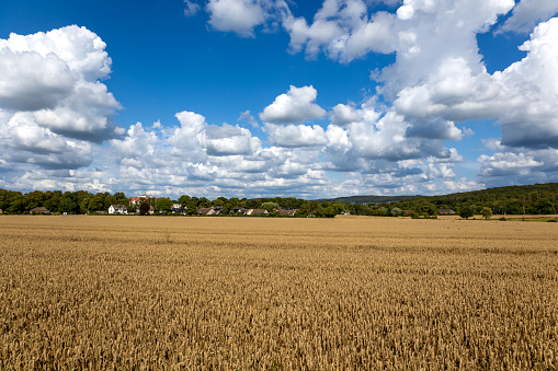 Wheat field under a blue sky. Rich harvest theme. Landscape with ripe golden wheat in Menden Sauerland