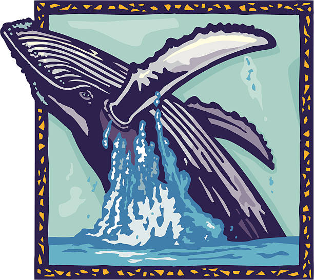 ilustraciones, imágenes clip art, dibujos animados e iconos de stock de ballena jorobada - saltos fuera del agua