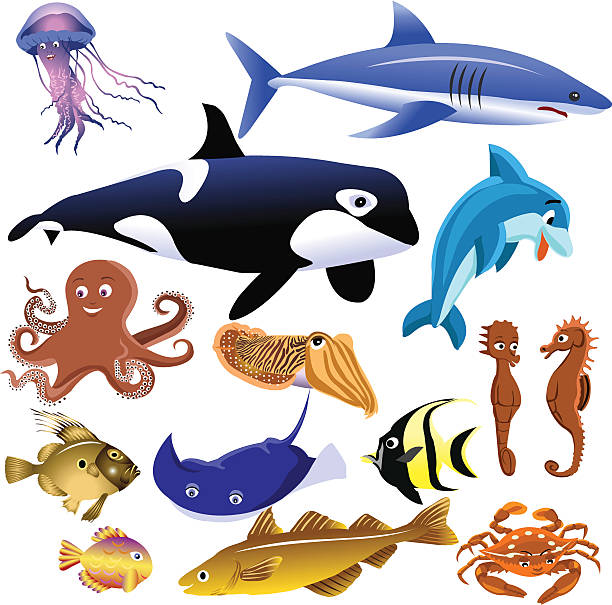 sea animals set of marine animals isolated on a white background aquatic mammal stock illustrations