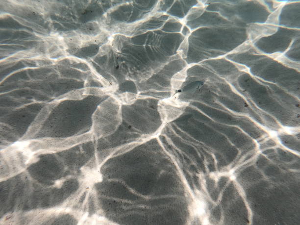 istock Fish in the sea 1638319217
