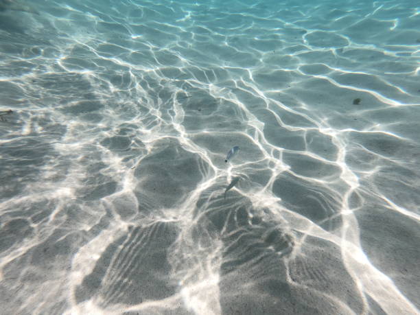 istock Fish in the sea 1638319218