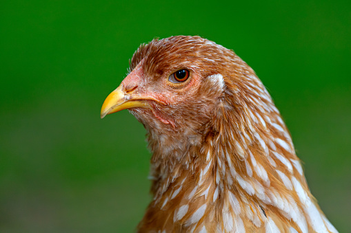 Portrait of red-white hen brahma chicken on the farm