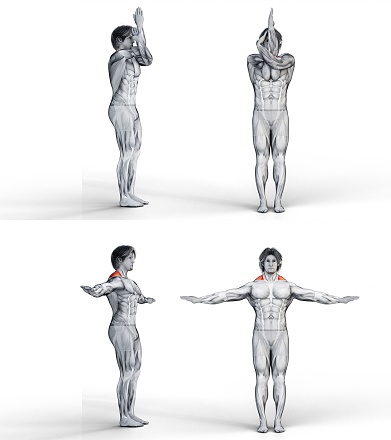 A 3D rendering of a muscular man demonstrating a neck exercise on a white background