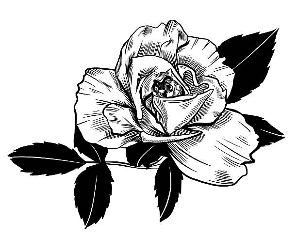 Rose drawing vector art illustration