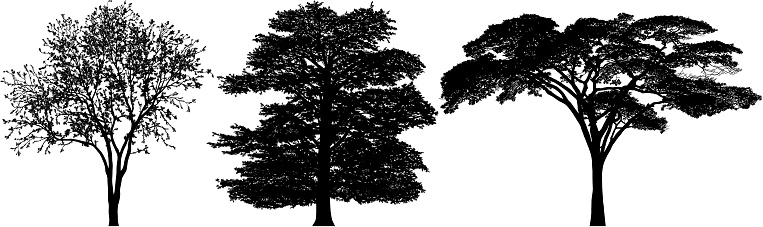 Highly detailed tree silhouettes.