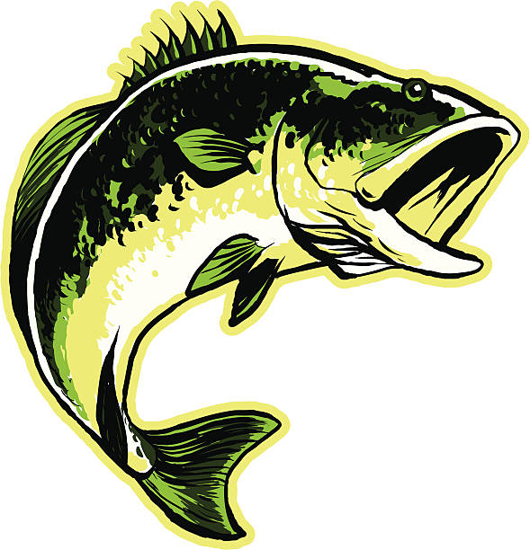 большеротый окунь - largemouth bass stock illustrations