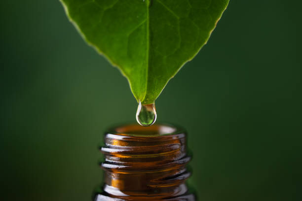 Alternative herbal medicine concept. Herbal essence dropping. Alternative herbal medicine concept. Herbal essence dropping from fresh leaf to the bottle. Organic herbal skin care serum. chinese herbal medicine stock pictures, royalty-free photos & images