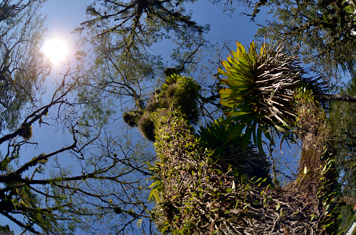 Tree with bromeliads on the trunk in the rainforest. Sun shining with blue sky.