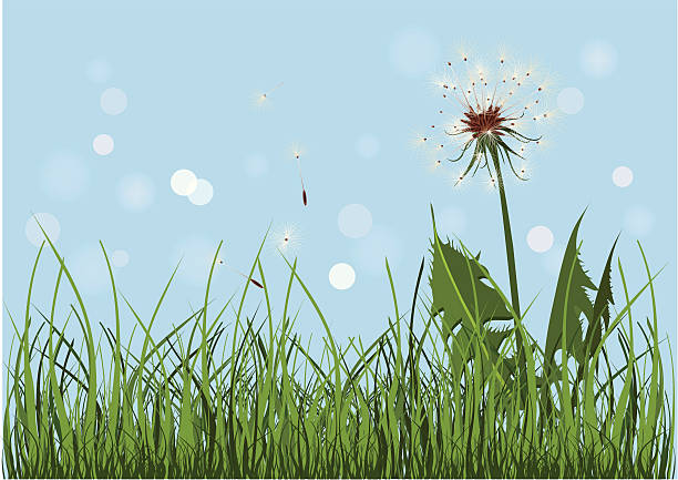 Dandelion vector art illustration