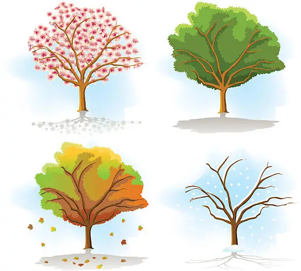 Vector illustration of tree in the four seasons