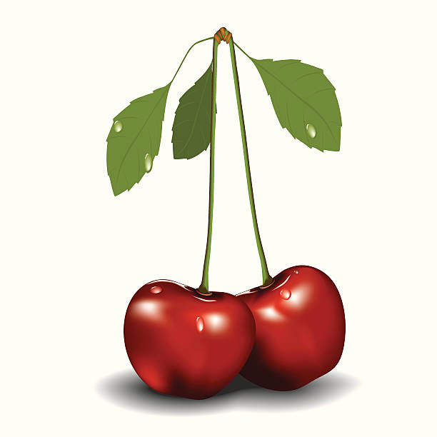 cherry vector art illustration