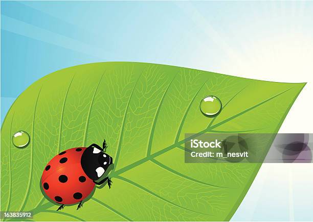 Ladybird На Лист — стоковая векторная графика и другие изображения на тему Без людей - Без людей, Божья коровка, Векторная графика