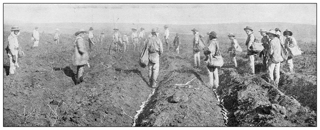 Hawaii, antique photo: Planting Sugarcane