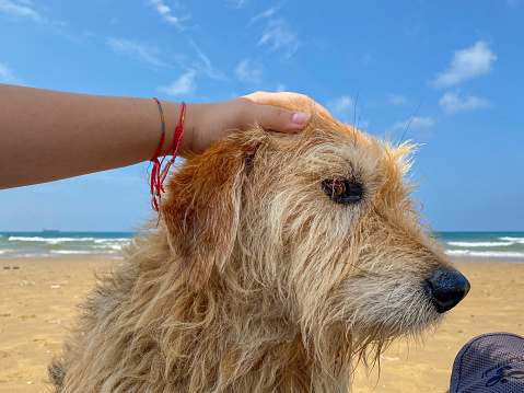A young lady's hand lovingly caresses the furry companion by the shore, a beautiful display of affection and connection shared in a heartwarming moment on the beach