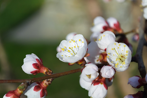 Close-up of a white cherry blossom with yellow stamens among other white blossoms