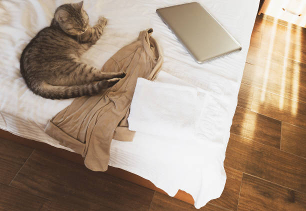 gatto britannico sul letto dell'hotel - 5551 foto e immagini stock