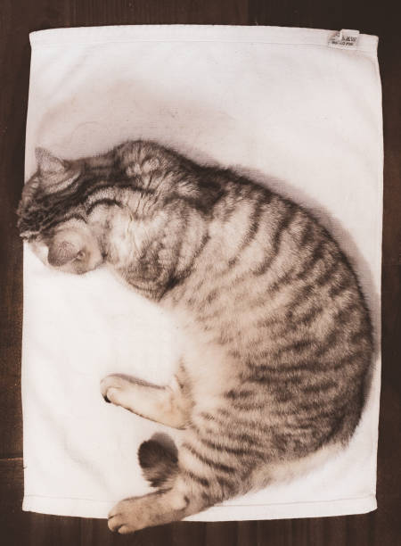 istock flat-lay with cat on towel 1638374378