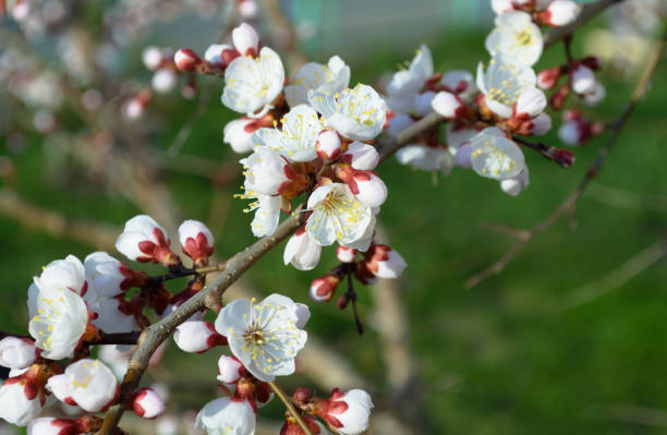 istock Opening and blooming white flowers on the branches of a cherry tree in spring 1638376136
