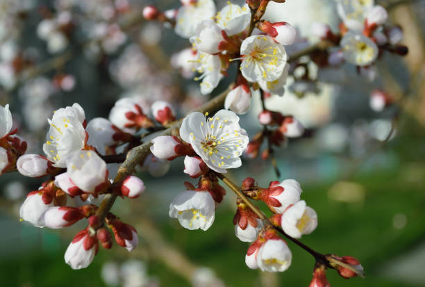 istock Opening and blooming white flowers on the branches of a cherry tree in spring 1638376146