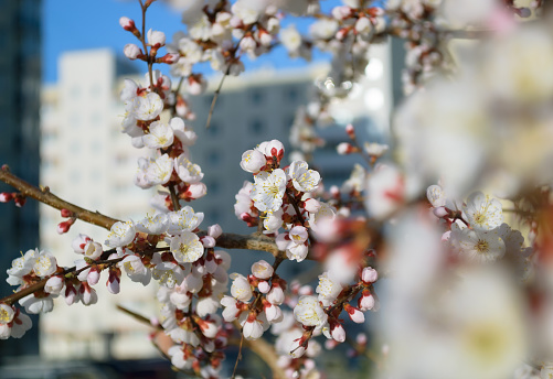 Numerous white flowers opening and blooming on cherry tree branches in springtime