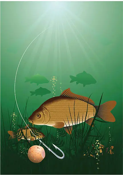 Vector illustration of Common carp