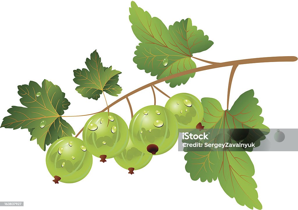 Verde de gooseberry - arte vectorial de Alimento libre de derechos
