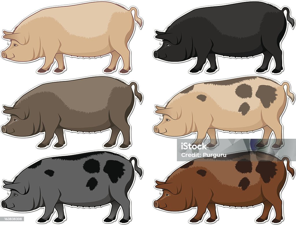 Hog Color Patterns Pig Color Variations