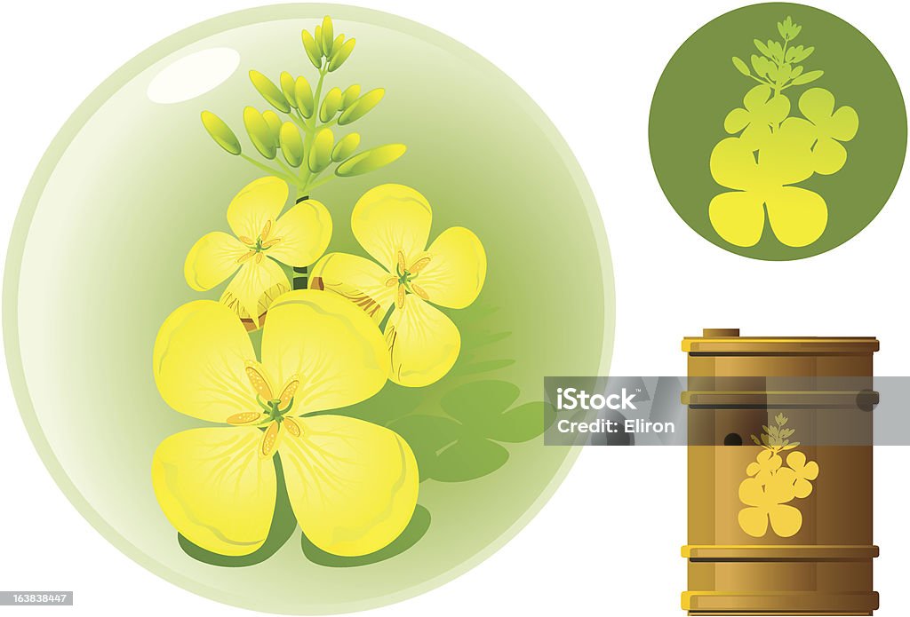 Brassica-Öl - Lizenzfrei Blume Vektorgrafik