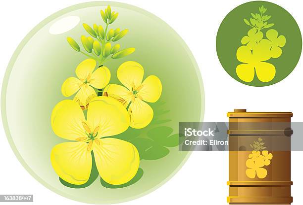 Brassicaöl Stock Vektor Art und mehr Bilder von Blume - Blume, Raps, Biodiesel