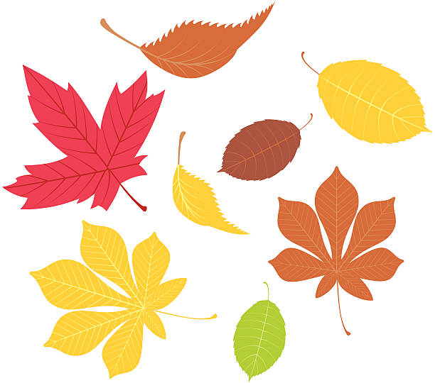 autumn leaf  fall vector art illustration