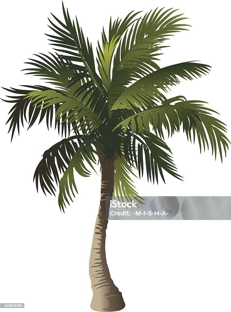 Palm - clipart vectoriel de Palmier libre de droits