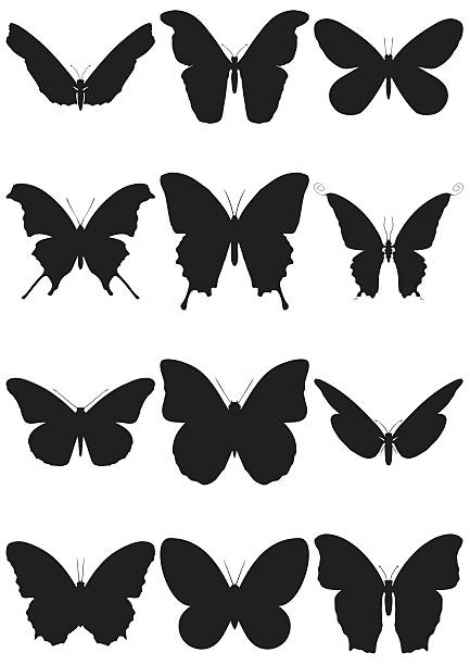 Vector illustration set of 12 butterfly silhouettes. vector art illustration