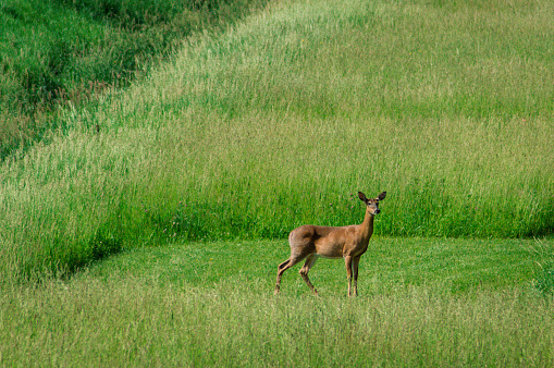A deer in a clearing of a wheat field