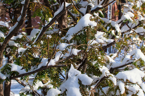 Evergreen branches with a fresh layer of snow
