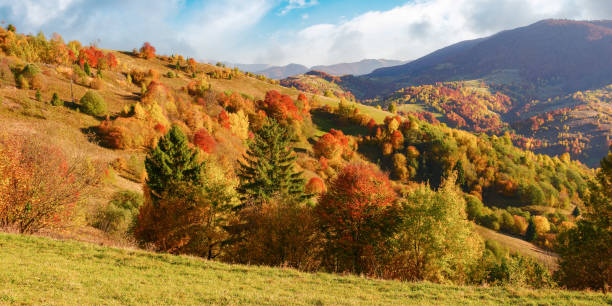istock mixed forest on a slope of a hill in autumn 1638410890