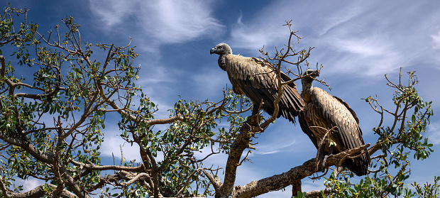 White backed Vultures perching on tree in wildlife
