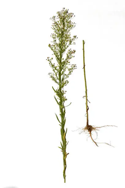 On a white background, the grass is Canadian small-flowered, its flowers, leaves, stem and root system.