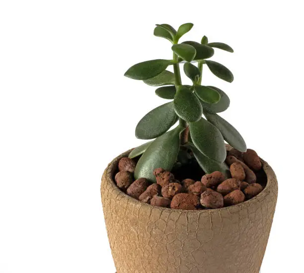 Photo of The so-called money tree in a houseplant pot on a white background. Crassula.