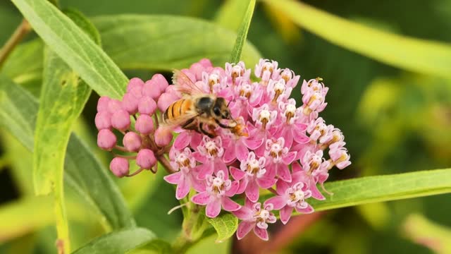 Honeybee Harvests Swamp Milkweed Blossom